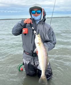 Spotted weakfish caught in TX