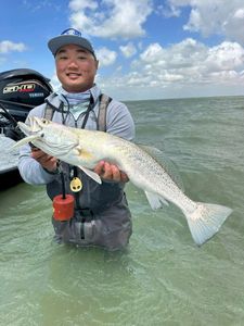 Spotted Weakfish, 25 inches, caught fishing in TX