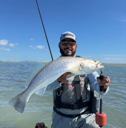 Spotted Weakfish caught in Rockport