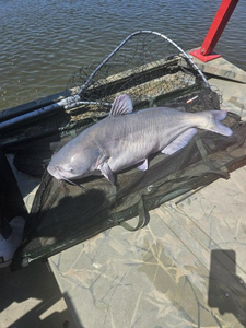 A blue catfish caught while fishing in VA