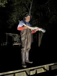 Longnose gar, a 28-inch fish, caught by two people at Rappahannock Academy