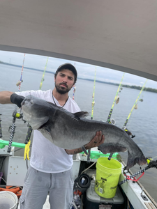 Catch of the day! A massive 28-inch Blue Catfish caught in VA.