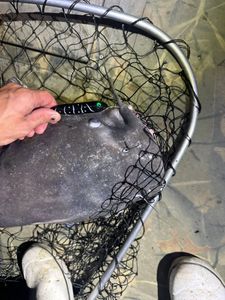 Peaceful fishing scene in VA