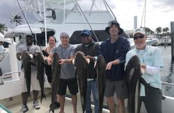 5 cobia and atlantic sailfish caught in riviera beach