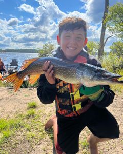 Chain Pickerel caught in NY while fishing