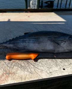 Blackfin tuna caught while fishing in North Carolina