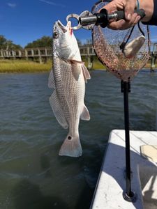 Redfish caught while fishing in NC