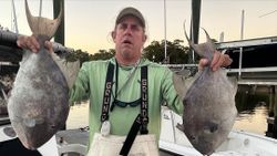 Photo of 2 grey triggerfish, a 23-inch catch in NC