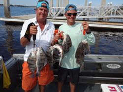 5 black drum fish caught while fishing in FL