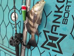 Photograph of a black drum fish caught in FL