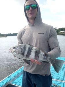Photograph of a black drum fish caught in Jacksonville, Florida during a fishing tour.