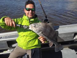 A single black drum fish caught in Jacksonville, fishing