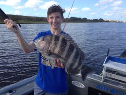 Sheepshead fish caught by angler in Jacksonville