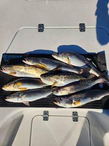 6 spotted weakfish caught in GA