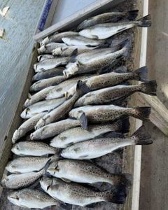 Spotted Weakfish, Sea Trout, and 7 other spotted weakfish in Brunswick, fishing