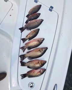 8 yellow snappers caught during fishing in Brunswick