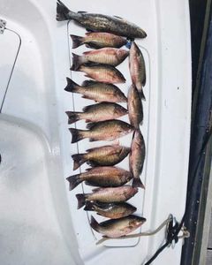 A group of 12 fish caught while fishing in Brunswick