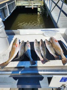 5 rainbow trout and spotted weakfish caught fishing in GA