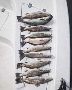 7 spotted weakfish and redfish caught while fishing in GA