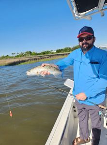 A single sea trout fish caught in Brunswick