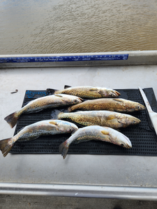 Spotted Weakfish blasted today using deep sea jigging techniques!