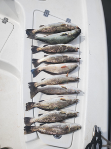 Spotted Weakfish fishing in GA
