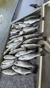 5 spotted weakfish caught while fishing in GA