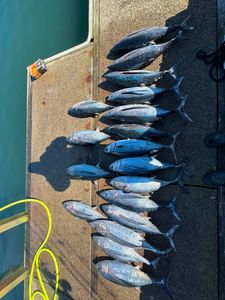 Multiple albacore and blackfin tuna laid out on fishing boat dock in Myrtle Creek OR