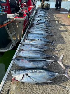 Multiple albacore tuna laid out on dock after successful fishing trip in Myrtle Creek OR