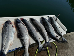 Four fish caught in Myrtle Creek during a fishing trip