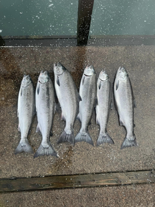 6 Coho Salmon and Chinook Salmon caught in Myrtle Creek while fishing