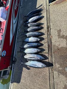 8 Blackfin Tuna fish caught at Myrtle Creek