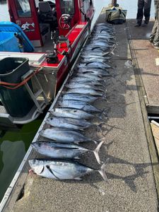 4 blackfin tuna and atlantic bonito fish caught while fishing at Myrtle Creek
