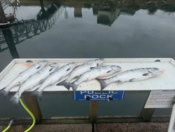 Four fish caught while fishing in OR