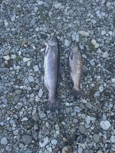Two fish caught while fishing in Myrtle Creek
