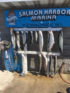 Coho salmon fishing in Algoma