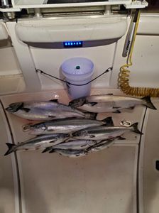 5 chinook salmon caught fishing in wisconsin