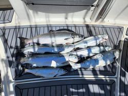 5 fish caught during fishing trip in WI