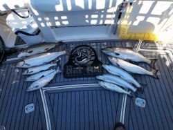 Three Coho Salmon caught fishing in Algoma