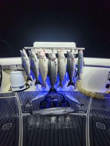 7 fish caught in Algoma location during fishing activity