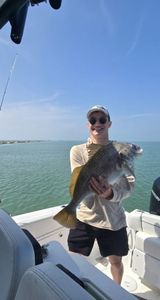 Angler with a black drum fish in TX