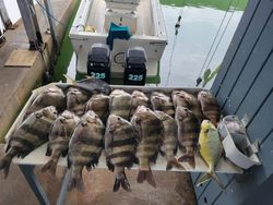 9 sheepshead, florida pompano, black drum fish caught in TX