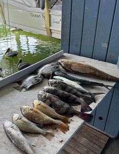 3 fish caught while fishing in TX