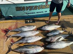 Tuna abundance in Virginia Beach, VA