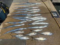 Virginia Beach coastal abundance.