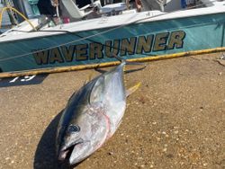 Virginia Beach majestic black fin tuna