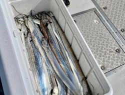 Virginia Beach ribbon fish bounty.