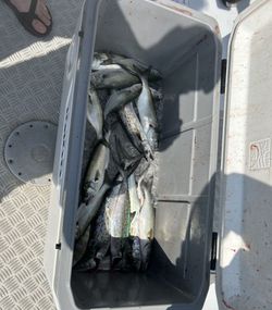 Two bluefish caught while fishing in VA