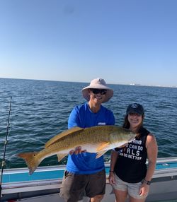 Redfish, 31 inches, fishing in VA