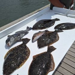 7 summer flounder, black drum, and southern flounder caught in Florida